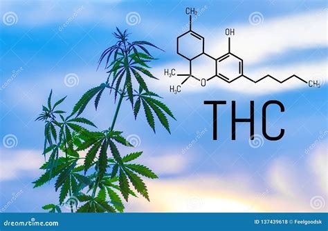  However, THC the main psychoactive compound in marijuana is fat-soluble and gets stored in your body fat