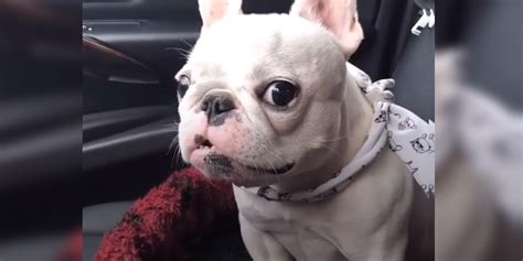  However, a budget-friendly alternative is getting a Frenchie from a rescue home