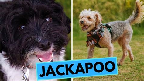  However, and it really is a big however, Jackapoos can also have a little bit of a stubborn streak