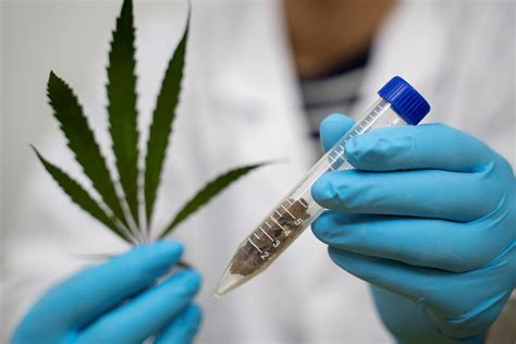  However, as a medical cannabis patient, it is important to be aware of the potential consequences of using it, especially when it comes to drug tests