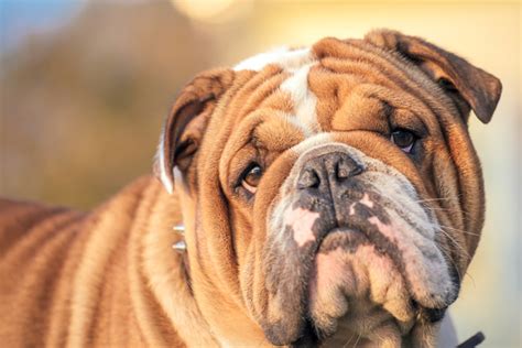  However, as with all creatures, there will be instances where your bulldog will display aggression or anger