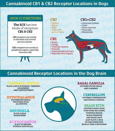  However, both humans and dogs have CB1 and CB2 receptors in their layers of the skin