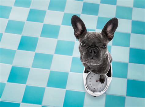  However, do not restrict food from your French Bulldog if they appear to be underweight or hungry