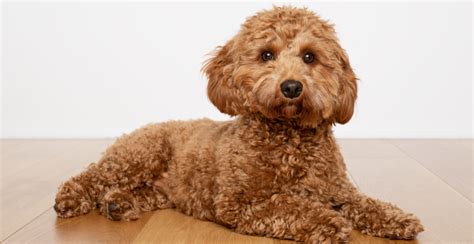  However, efforts are underway by cockapoo breeding organizations to get the cockapoo recognized as a true breed