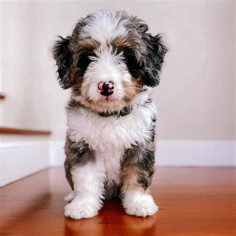  However, ethical breeders will never cross two merle Bernedoodles, as this increases the risk of serious health issues like blindness and deafness