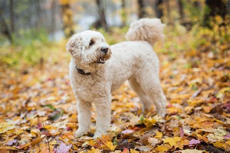  However, goldendoodle coats can be longer and wavier, thanks to their golden retriever genes