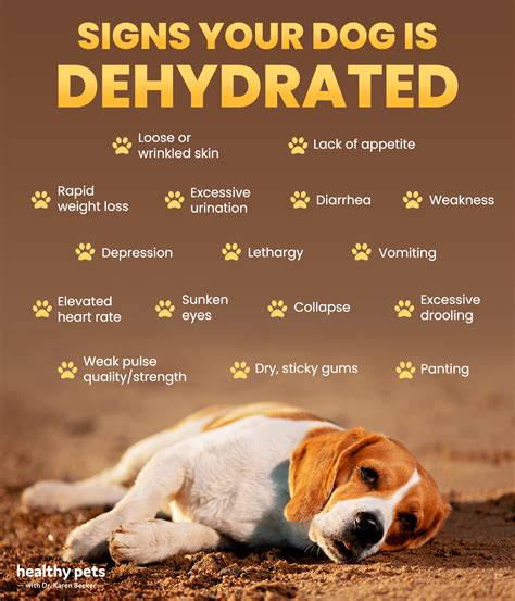  However, if a dog consumes a large amount of CBD it may show signs of drowsiness, vomiting, lethargy, inappetence and diarrhea