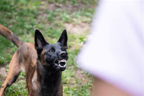  However, if the growling is occurring during interactions with other dogs or people, it may be a sign of aggression or fear