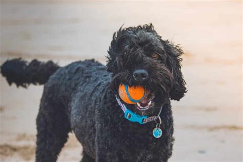 However, if you have a companion dog, you can choose whatever cut you want! Below, we listed some of the most popular poodle haircuts for this year