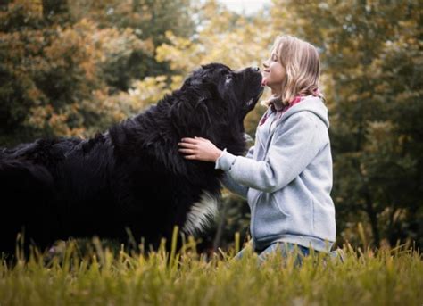  However, if you have a very large dog, you can expect to have a much higher dose