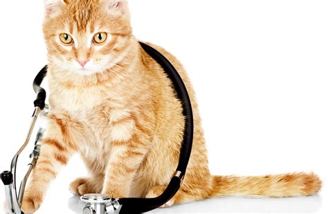  However, if your cat has health issues, then you may want to work up to a larger amount to see the desired benefits