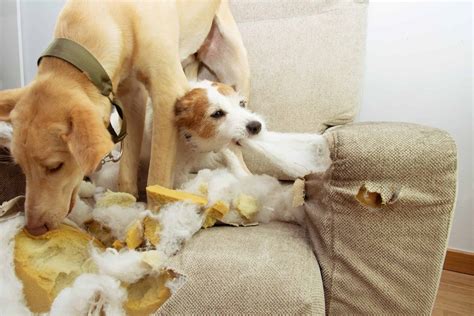  However, if your dog has a tough time chewing anything, you can try crumbling the chew into a bit of milk or broth