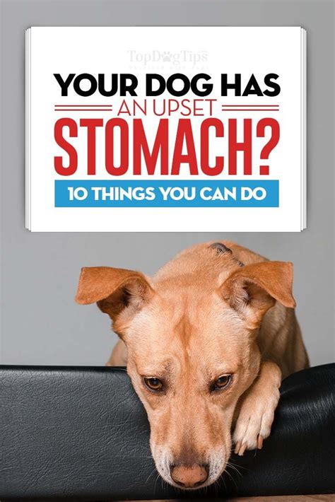  However, if your dog is simply suffering from stomach upset, your goal should be to calm the frothing in his gut