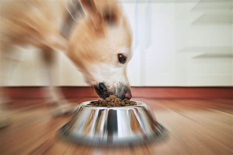  However, if your dog is still hungry after finishing the meal, consider sending him to your vet