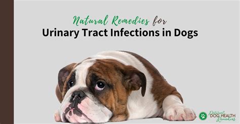  However, it can have false positive results, especially if the dog has a urinary tract infection