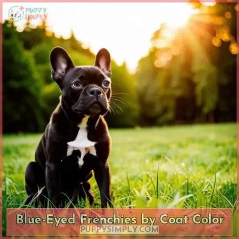  However, it is important to note that blue-eyed Frenchies may have an increased likelihood of significant health risks compared to brown-eyed Pit Bulls