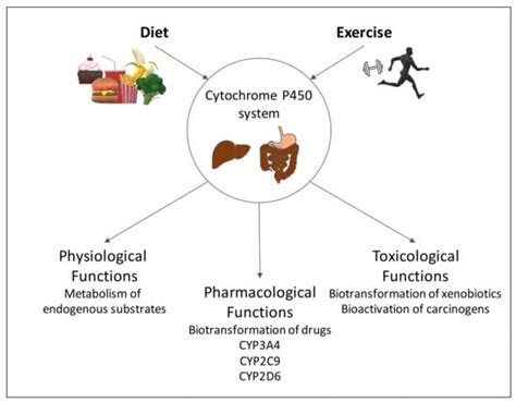  However, it is not always certain that depending just on diet and exercise to rapidly clear drug metabolites would be successful