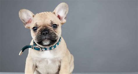  However, it is still considered to be the safest method to produce a mini French Bulldog, and the simple reason for that is the health of the puppies