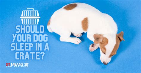  However, it should not be used to help your dog sleep, nor should you give them enough to do so