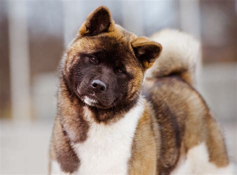  However, its Akita DNA will make it extra aggressive, so it needs tough training