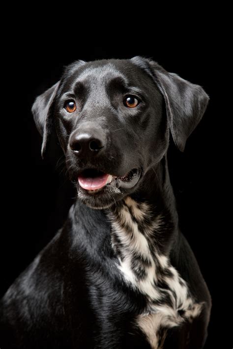  However, just like any dog breed, there is more to the Dalmatian Lab mix than meets the eye