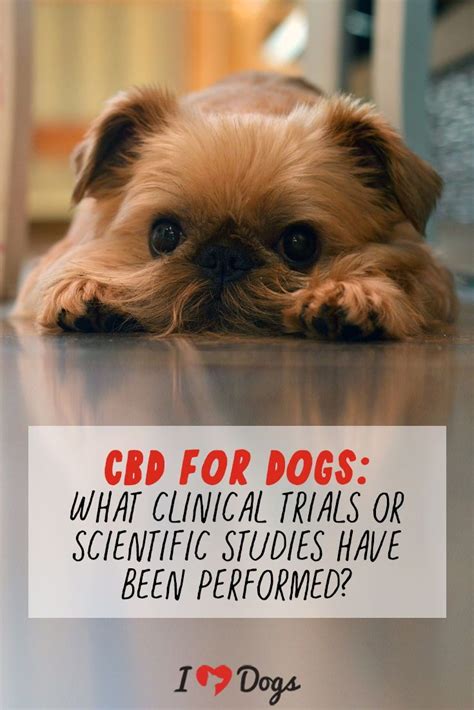  However, less is empirically known regarding the efficacy of this compound in dogs, with the majority of clinical studies examining the efficacy of CBD in alleviating the symptoms of pain resulting from osteoarthritis 37 , 41 , 