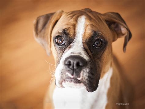  However, not all Boxer dogs will inherit this condition