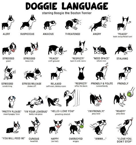  However, not everyone will do this as each canine will have their manner of speaking and characteristics