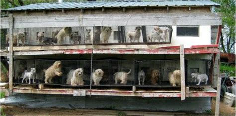  However, puppy mills and other irresponsible breeding practices can increase the risk of hereditary issues