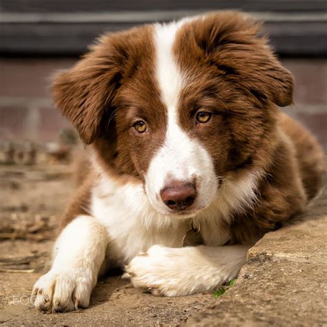  However, some border collies also display patches of brown