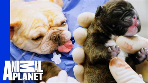  However, some bulldog breeds do not require c-sections and can have a natural birth