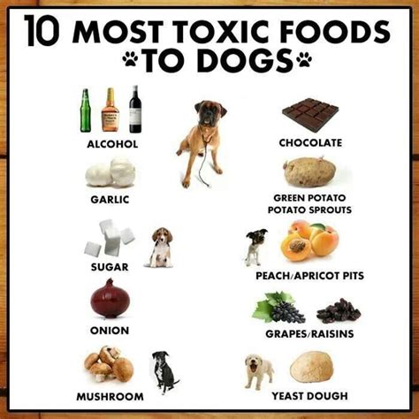  However, some foods are incredibly toxic and dangerous for English Bulldogs to consume, even in small amounts