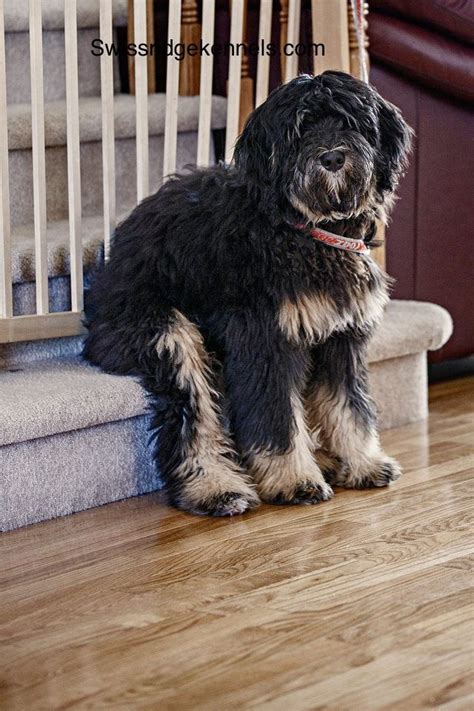  However, the Bernedoodle was first intentionally bred by Sherry Rupke of Swissridge Kennels in , as she wanted to combine the Poodles clever and goofy personality with the unfaltering loyalty of the Bernese Mountain Dog