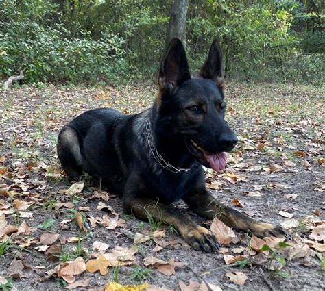  However, the careful selection and breeding that goes into maintaining the Czech working line mean that these dogs typically live longer and healthier lives than their show line counterparts