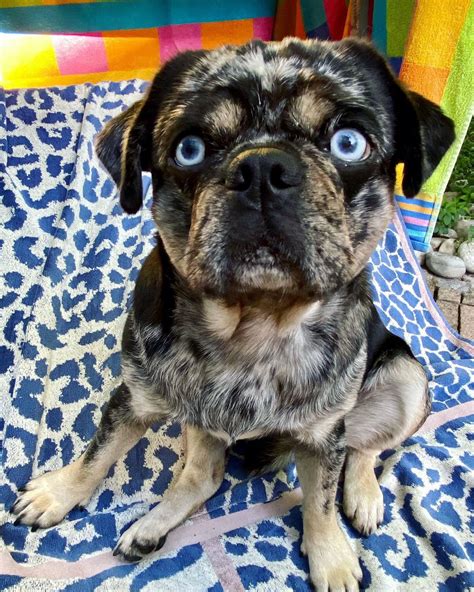  However, the market price of a Pug will vary greatly based on a few important factors, such as the blood line, breeder reputation, location, and coat color