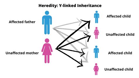  However, the mix will inherit traits from both parents and can sometimes take after one parent more