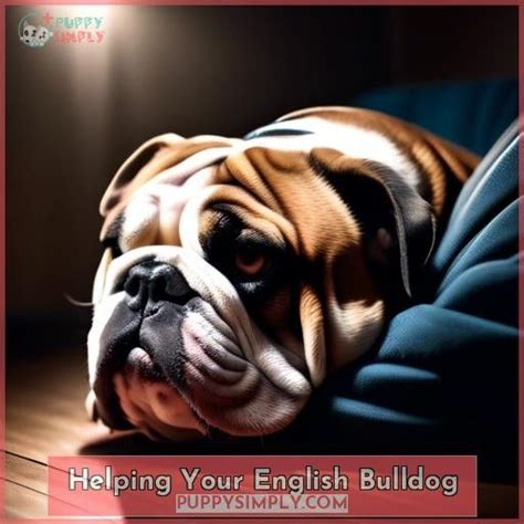  However, the reality is the Bulldog is simply not capable of managing more than a low level of exercise