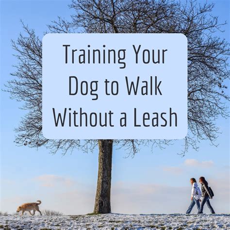  However, the transformation from with to without a leash should be done very slowly and carefully