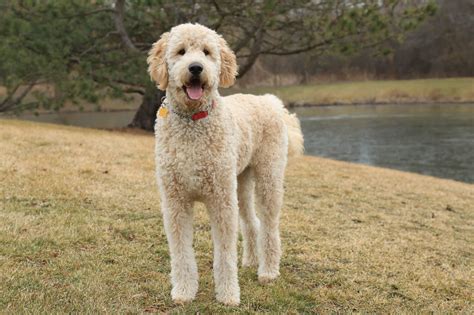  However, the vast majority of Goldendoodles have only a single coat and are able to be shaved with no risk of health issues as long as they are adults