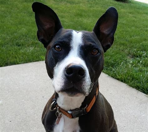  However, there are certain things that you need to know about the Boston terrier dog mix
