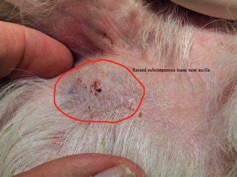  However, there are many reasons why an owner may choose not to pursue surgery for mast cell tumors in dogs, including: Age of the animal Metabolic risk factors liver disease, heart disease, etc