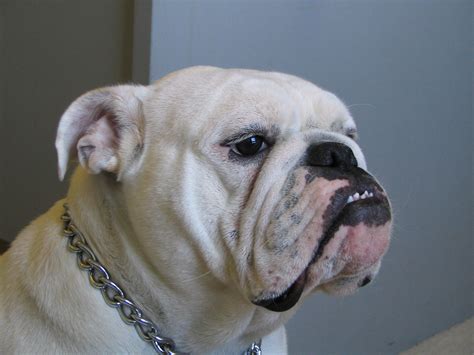  However, there are several benefits that come with having a female English bulldog, such as the maternal instinct that they will have for your family, especially for kids, their emotional intelligence to sense when you or a family member is sad or distressed and offer comfort, their playfulness and prankster nature, the equal bond that they form with all the family members they interact with, the affectionate nature that makes them perfect for cuddling and snuggling, despite their weight