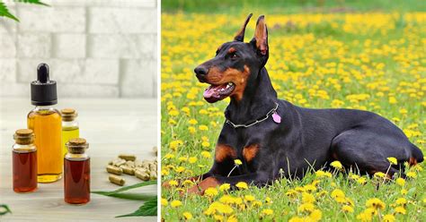  However, there are several reasons why dog owners consider giving CBD to their pets