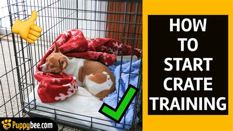  However, there are some items you should keep in mind to make the crate training experience as fast and positive as possible