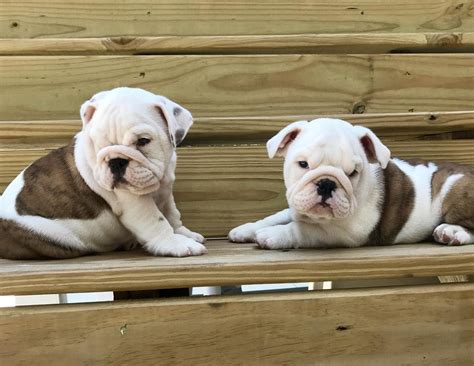  However, there are tons of English Bulldog puppies for sale in Texas, so it