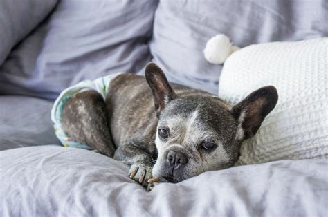  However, there are unscrupulous breeders and there are certain health and physical problems view all Frenchie health conditions and concerns you should check for before you get too excited