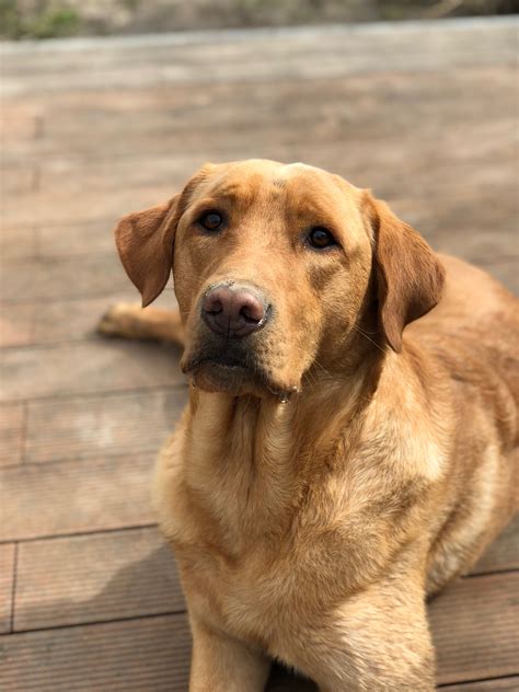  However, there is a mixed breed known as a Goldador that has golden and Labrador retriever parents, so a pretty yellow color might come from both of them