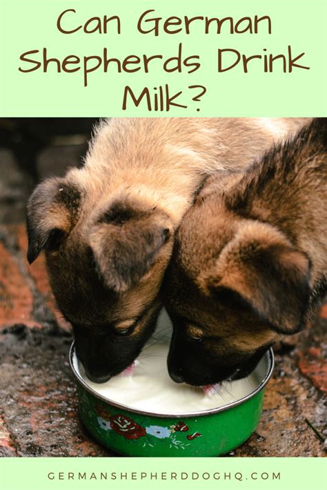  However, there is an important difference between the milk of the mom German Shepherd and the milk that people drink, which is most frequently from cows