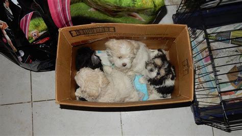  However, there is no way to ensure the health of puppies sold solely through this medium