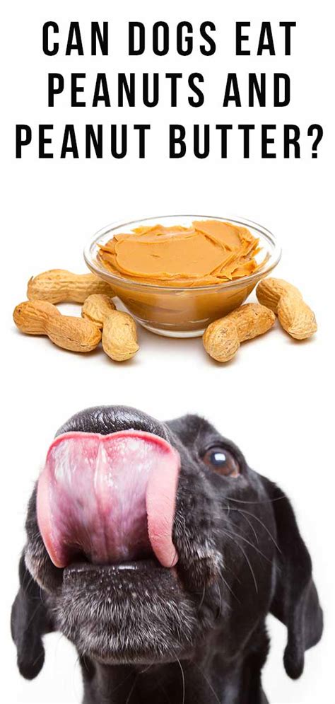  However, there is peanut butter that is suitable for dogs, and there is peanut butter that can cause a lot of harm